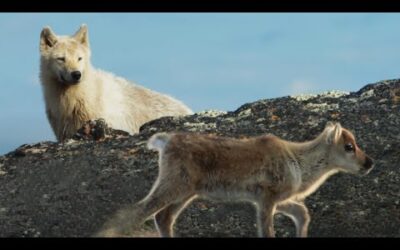 Arctic Wolf Hunts Baby Caribou | Planet Earth II | BBC Earth