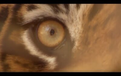 Top 5 Tiger Moments | Part 2 | BBC Earth