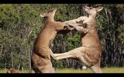 Filming Kangaroos Boxing Each Other | Wild Stories | BBC Earth