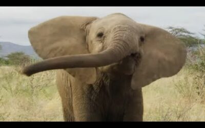 Just a baby elephant doing baby elephant things