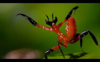 Filming the Kung Fu Mantis | Wild Stories | BBC Earth