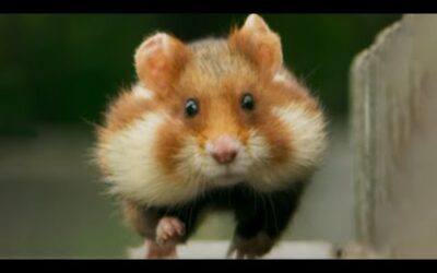 The cutest animal ever?