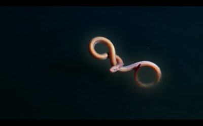 Eel Suffers Toxic Shock | Blue Planet II | BBC Earth