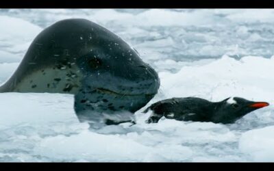 The Antarctic’s Terrifying Predator | Wild Stories | BBC Earth