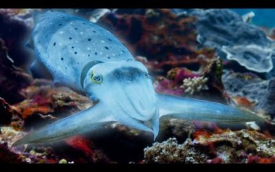 Cuttlefish Hypnotises Prey | Blue Planet II | BBC Earth