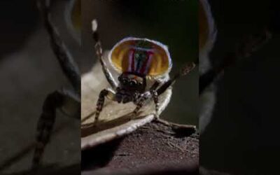 Deadly Spider Dance-Off! 🕷