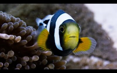 Amazing Clownfish Teamwork | Blue Planet II | BBC Earth