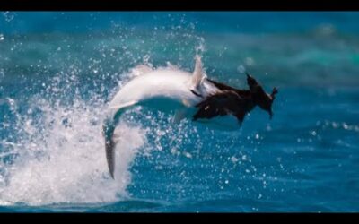 Fish Vs Bird | Blue Planet II | BBC Earth
