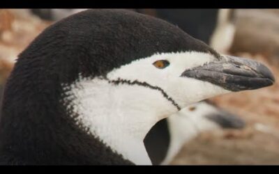 The Dirty Side Of Penguins | Wild Stories | BBC Earth