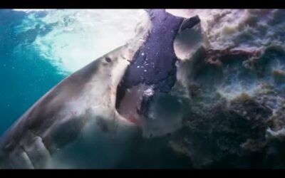 Sharks Feast On Whale | Blue Planet II | BBC Earth
