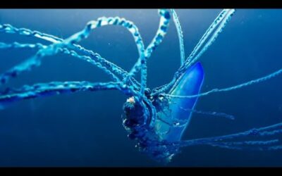 The Deadly Portuguese Man O’ War | Blue Planet II | BBC Earth