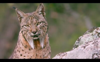 The Elusive Iberian Lynx | Wild Stories | BBC Earth