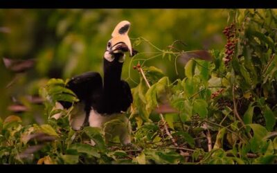 Hornbills Pluck Bats Mid-flight | Eden: Untamed Planet | BBC Earth