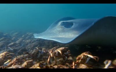 Stingray Ambushes Army Of Crabs | Blue Planet II | BBC Earth
