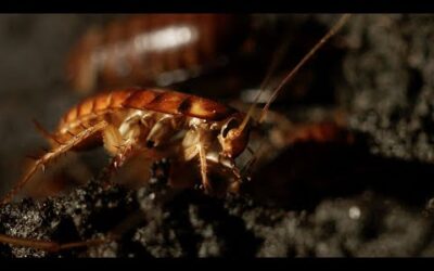 Filming Inside a Cave Full of Cockroaches | Eden: Untamed Planet | BBC Earth