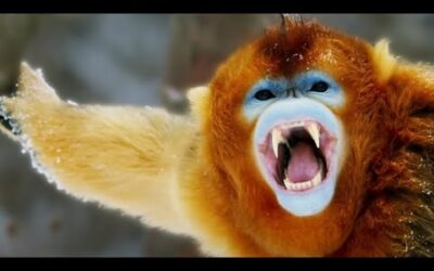 Filming The “Yeti” | Wild Stories | BBC Earth