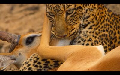 Impala Hunted By Lone Leopard | Eden: Untamed Planet | BBC Earth