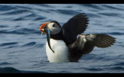 Puffin Hunts Fish To Feed Puffling | Blue Planet II | BBC Earth