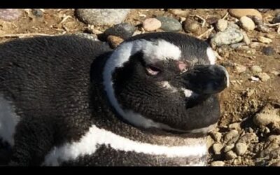 Protecting a Penguin Colony | My Place on Earth | BBC Earth