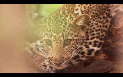 Baby Animals of the Luangwa Valley | Eden: Untamed Planet | BBC Earth