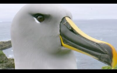 Baby Albatross Encounter Changes Life | Close Encounters | BBC Earth
