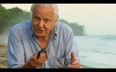 David Attenborough Releases Baby Turtle | Blue Planet II | BBC Earth