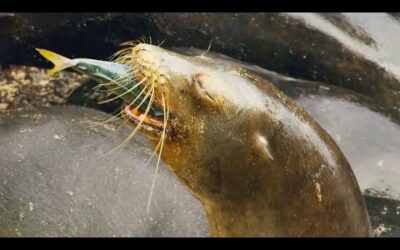Sea Lion Team Hunts in Secret Cove | Eden: Untamed Planet | BBC Earth