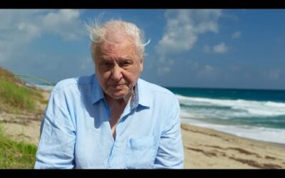 Saving Our Blue Planet | Blue Planet II | BBC Earth