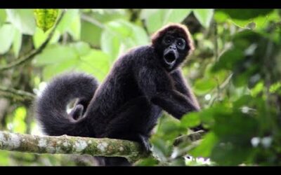 The Spider Monkeys of Ecuador | My Place on Earth | BBC Earth