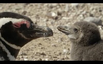How One Penguin Started a Whole Colony | Close Encounters | BBC Earth