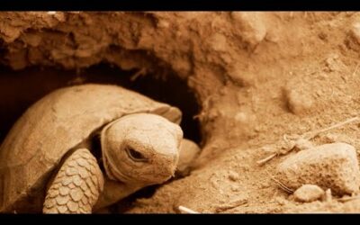 Filming Galapagos Giant Tortoise Hatchlings | Eden: Untamed Planet | BBC Earth