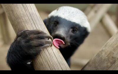 Are Honey Badgers Big-Brained? | Weasels: Feisty & Fearless | BBC Earth