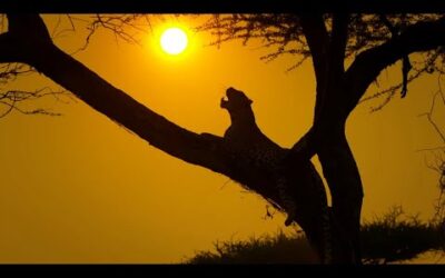 Serengeti II | Trailer | BBC Earth