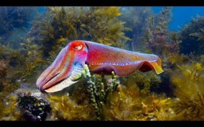 Cuttlefish Mimics Being Female To Mate | Blue Planet II | BBC Earth