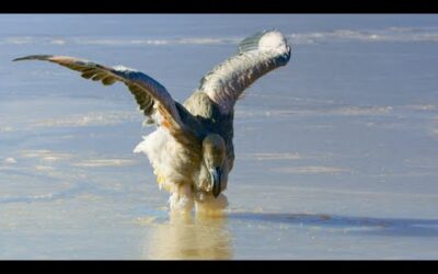 Flamingo Chicks Trapped in Frozen Lake | Eden: Untamed Planet | BBC Earth