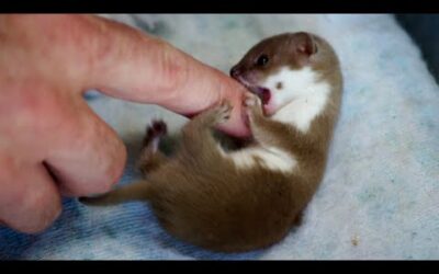 Baby Weasel Playtime | Weasels: Feisty & Fearless | BBC Earth