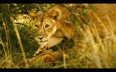 Kali The Lioness Finds Her Dead Cub | Serengeti II | BBC Earth