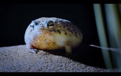 Tiny Frog Faces Night Full Of Terrors | Eden: Untamed Planet | BBC Earth