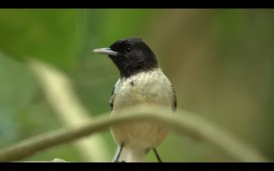 Life-changing encounter with rare bird | Close Encounters | BBC Earth