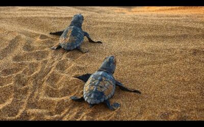 The Sea Turtles of Kefalonia | My Place On Earth | BBC Earth