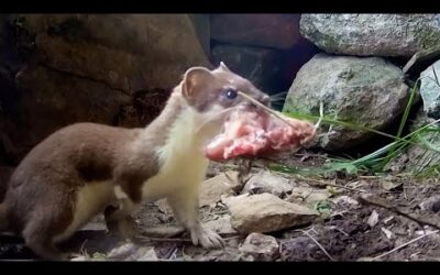 Stoat Mother Hunts to Feed Kits | Weasels: Feisty & Fearless | BBC Earth