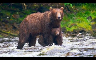 Bear Cub Swept Up In Raging Rapids | Eden: Untamed Planet | BBC Earth