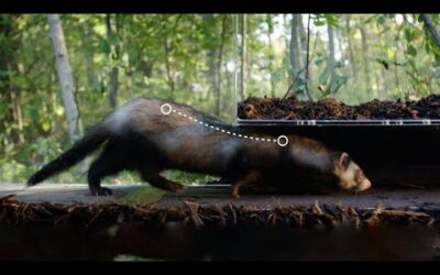 Why are Ferrets So Bendy? | Weasels: Feisty & Fearless | BBC Earth