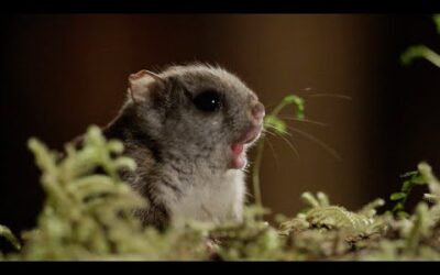 Filming Flying Squirrels at Night | Eden: Untamed Planet | BBC Earth