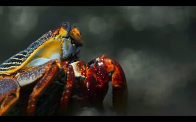 Crab vs Eel vs Octopus | Blue Planet II | BBC Earth