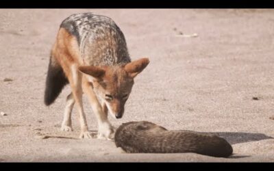 Filming A Battle Of Life And Death | Eden: Untamed Planet | BBC Earth