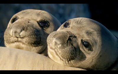 Seal Pups: Playful Prodigies | Animals with Cameras 2 | BBC Earth