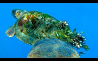 The Ocean Through Animal’s Eyes | Animals with Cameras 2 | BBC Earth