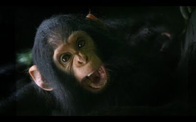 The Doctor Who Can Communicate With Chimps | Game Changers | BBC Earth