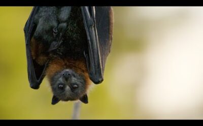 Fruit-loving Flying Foxes | Animals with Cameras 2 | BBC Earth